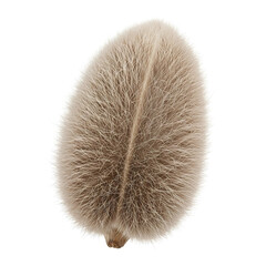 Seed shape, unique seed pattern, organic seed texture, exotic seed varieties, fine seed arrangement, natural seed art, white background PNG