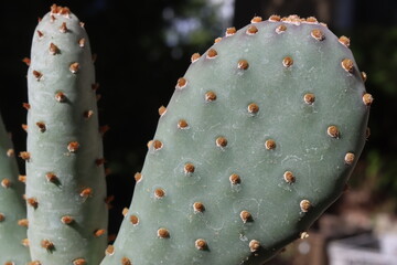 Opuntia aurea Kanab Utah kAKTUS OPUNCJA