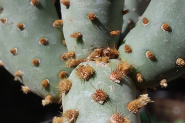 Opuntia aurea Kanab Utah kAKTUS OPUNCJA