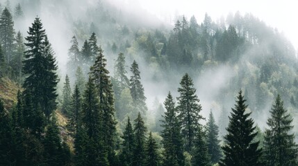 Misty Forest Landscape with Tall Evergreen Trees and Soft Fog Covering Mountainous Terrain