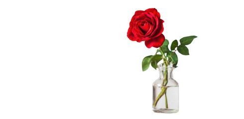 a red rose in a glass vase on a white background, a minimal concept studio shot, png, transparent