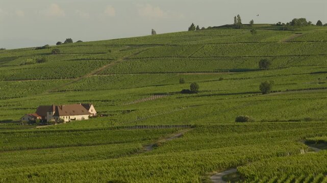 Aerial view of Riquewihr Vinyards and Alsacian Village on the Route des Vins in Alsace