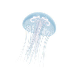 Translucent Jellyfish Isolated on White