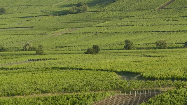 Aerial view of Riquewihr Vinyards and Alsacian Village on the Route des Vins in Alsace