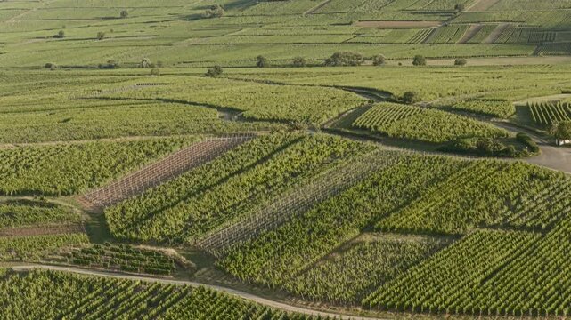 Aerial view of Riquewihr Vinyards and Alsacian Village on the Route des Vins in Alsace
