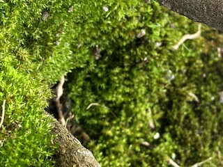 Lush Green Moss Mat with Tiny Earthy Details