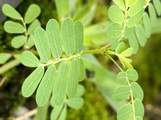 Delicate Green Compound Leaves in Soft Focus
