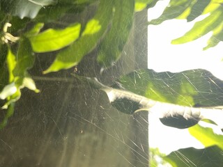 Intricate Spiderweb and Green Leaves in Sunlight