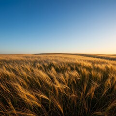 Obraz premium Golden Wheat Field at Sunset Under a Clear Blue Sky