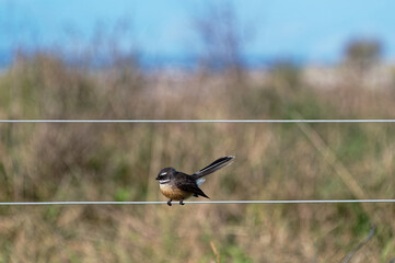 A New Zealand fantail is perched on the strand of a wire fence.