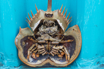 Horseshoe Crab Molt on Blue Background