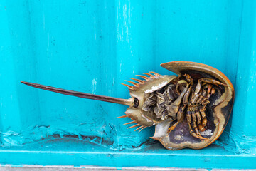 Horseshoe Crab on Vibrant Blue Surface
