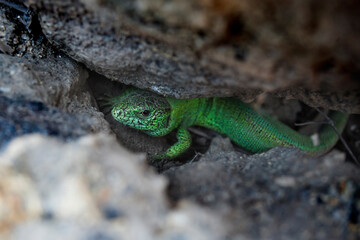 The green sand lizard (Lacerta agilis) is found between the rocks.