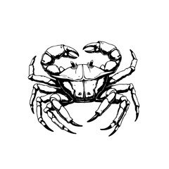 Detailed crab illustration with intricate line work perfect for seafood restaurants and educational materials about marine life and wildlife