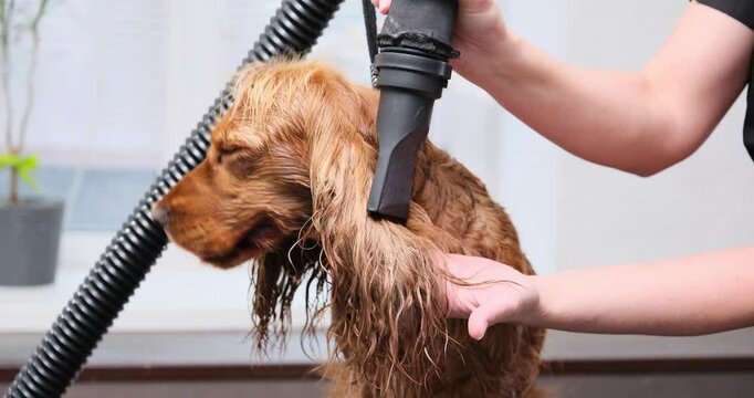 Groomer drying a red English Cocker Spaniel dog with a professional dryer. Dog sits calmly on the table during drying after bath in grooming salon. Close-up