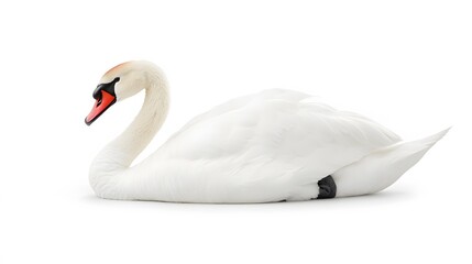 Fototapeta premium Elegant White Swan Resting Gracefully on White Background