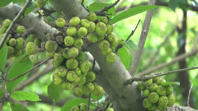 Ficus racemosa, or cluster fig, a large deciduous tree bearing edible figs, valued for shade, wildlife, and traditional medicine	