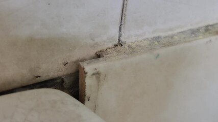 A group of ants trailing along a corner where the wall and tiles meet.