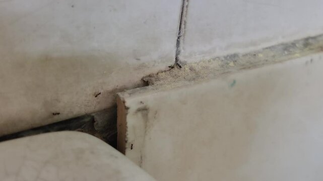 A group of ants trailing along a corner where the wall and tiles meet.