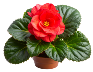 Realistic Red Begonia Flower with Asymmetrical Petals and Glossy Green Leaves,