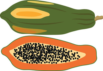 Fresh ripe papaya fruit vector EPS AI illustrator isolated on white background