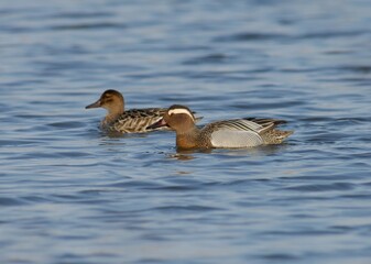 Garganey male and female pair