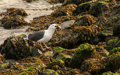 Gaviota tragando un pez en una orilla rocosa cubierta de algas. Gaviota en Upper Bay en Staten Island. New York, EEUU.