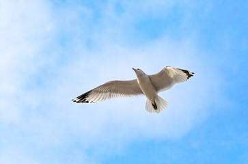 Gaviota pico anillada, Larus delawarensis, volando. Gaviota adulta con las alas extendidas volando vista desde abajo en Upper Bay en Staten Island. New York, EEUU.