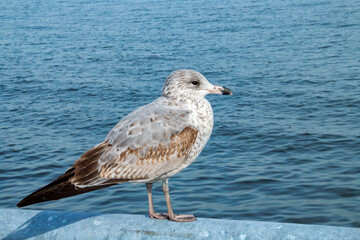 Inmaduro de gaviota pico anillada, Larus delawarensis. Simpática gaviota posada en una baranda...