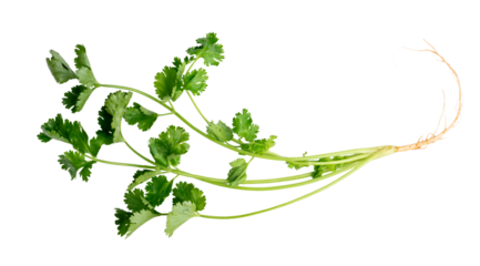 The Fresh coriander for cooking isolate on white