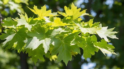 Obraz premium Vibrant Green Maple Leaves Branch Sunlight Nature