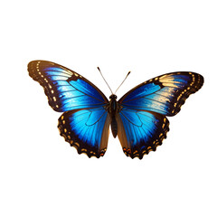 Cobalt blue butterfly 