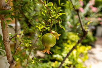 Small green raw pomegranate on the tree in the garden