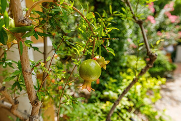 Small green raw pomegranate on the tree in the garden