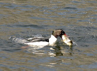Male Common Merganser swallowing prey in motion