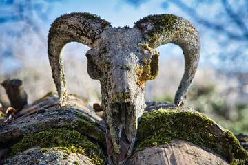 An eroded goat skull rests on an abandoned stone roof, its surface weathered by time