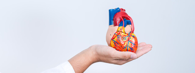 The cardiologist used a stethoscope to check the patient’s heartbeat, providing medicine and support through the health care system to ensure long-term wellness.