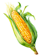 Isolate transparent. Fresh corn on a cob with green husk. PNG Die-cut.