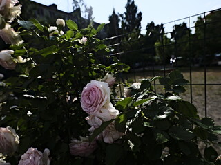 quantum valentine roses on a fence