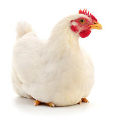 white hen isolated.