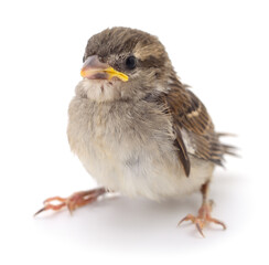 House Sparrow isolated.
