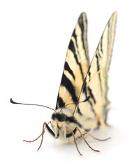 Swallowtail (Papilio machaon) isolated.