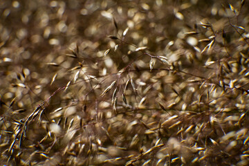 Dense cluster of dry grass seed heads with fine stems in soft focus, forming a tangled pattern of...