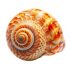 A stunning seashell with intricate spirals and a vibrant orange on transparent