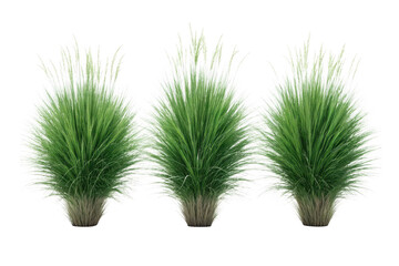 Three green pampas grass plants isolated on transparent background