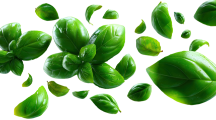 Fresh Basil Leaves: A vibrant display of fresh basil leaves, showcasing their lush green color and delicate texture, perfect for culinary and healthy living themes.