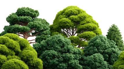 Lush Canopy: A collection of vibrant green trees create a stunning natural landscape, showcasing the beauty and diversity of nature's arboreal wonders.