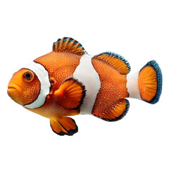 Close-up of a vibrant clownfish against transparent background.