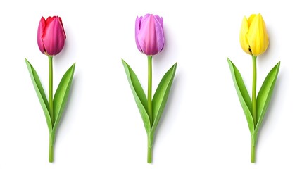 Fototapeta premium Vibrant Spring Tulips, Red, Purple, Yellow Flowers