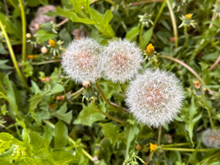 Dandelion Seed Head Standing amid Green Foliage